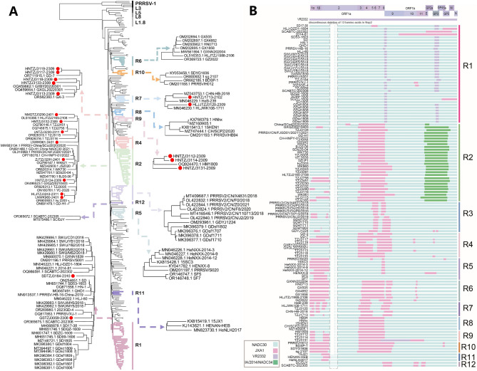 Genomic characteristics and epidemic trends of NADC30-like PRRSV in China.