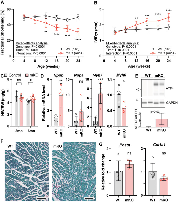 A murine model of Barth syndrome recapitulates human cardiac and skeletal muscle phenotypes.
