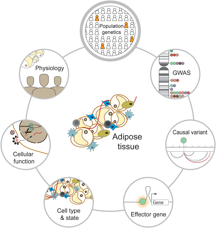 Variant-to-function approaches for adipose tissue: Insights into cardiometabolic disorders.