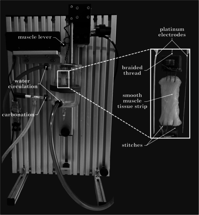 Reproducibility of smooth muscle mechanical properties in consecutive stretch and activation protocols.