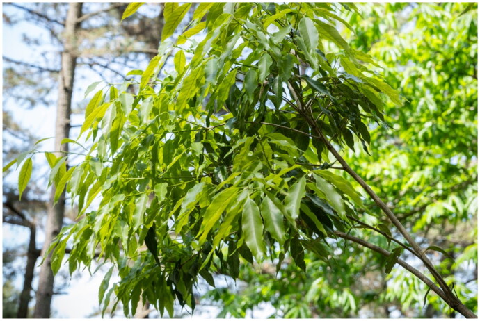 Complete chloroplast genome sequence of <i>Quercus salicina</i> Blume (Fagaceae).