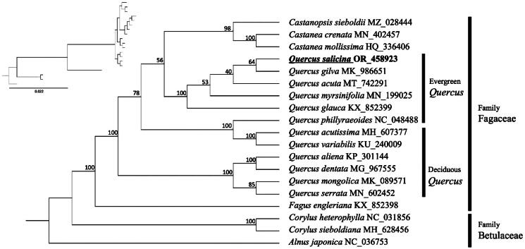 Complete chloroplast genome sequence of <i>Quercus salicina</i> Blume (Fagaceae).