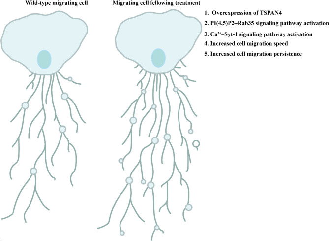 Shedding light on the cell biology and diverse physiological functions of the migrasome.