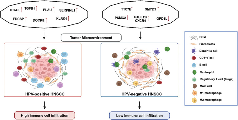 Molecular insights into immune evasion in head and neck squamous cell carcinomas: Toward a promising treatment strategy.