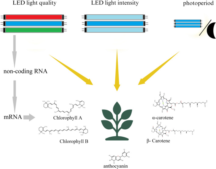 Illuminating the harvest: the regulatory effects of LEDs on pigment accumulation in various food crops.