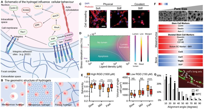 Rational design matrix materials for organoid development and application in biomedicine.