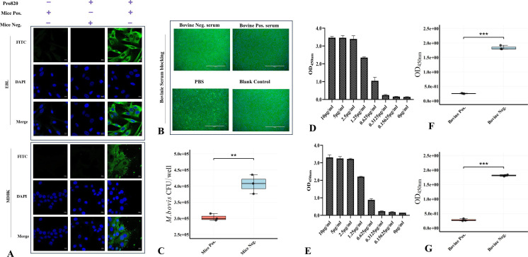 <i>MBOVJF4278_00820</i> encodes a novel cytoadhesin of <i>Mycoplasma bovis</i> binding to heparin.