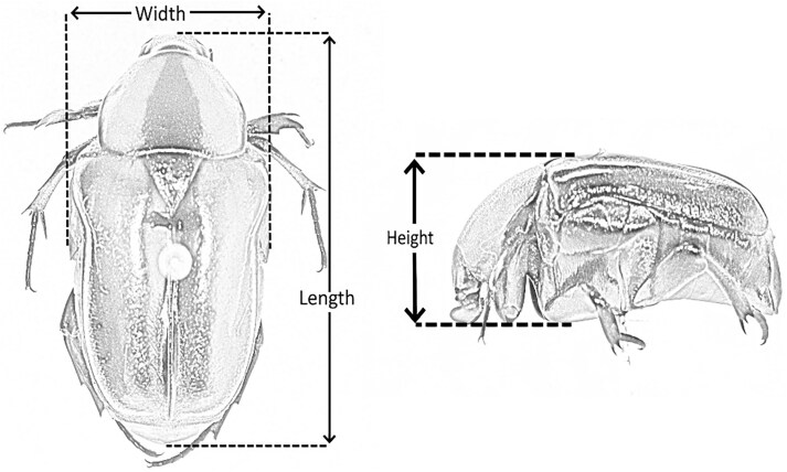 Influence of colony and hive attributes, landscape, and seasonality on occurrence of large hive beetles (Coleoptera: Scarabaeidae) in Taita Taveta County, Kenya.