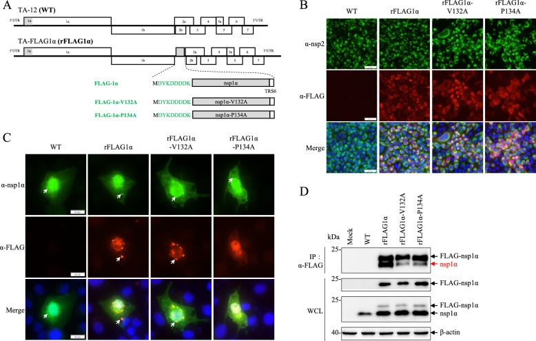 The dimeric conformation of PRRSV nsp1α is important for its ability to regulate viral RNA synthesis.