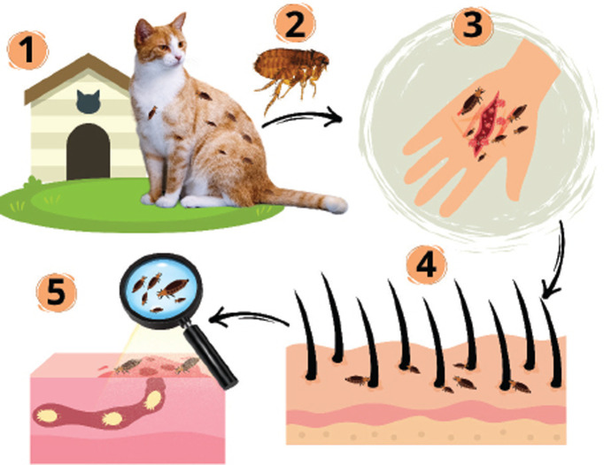 Uncovering the truth about cat-scratch disease.