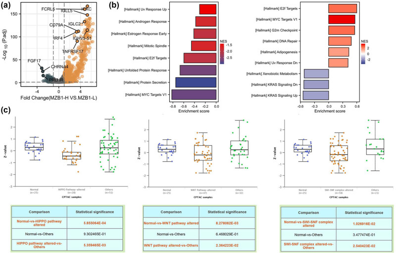 MZB1 regulates the immune microenvironment and inhibits ovarian cancer cell migration.