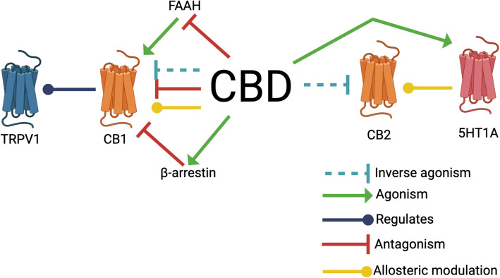 Beyond the hype: a comprehensive exploration of CBD's biological impacts and mechanisms of action.