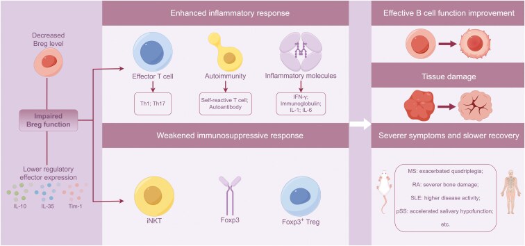 Heterogeneity of regulatory B cells in autoimmune diseases: implications for immune equilibrium and therapeutic strategies.