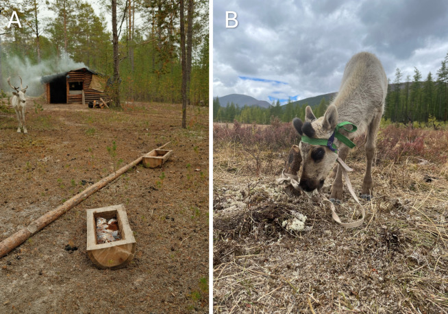 Multi-species entanglements and stable isotope signals (<i>δ</i><sup>13</sup>C and <i>δ</i><sup>15</sup>N) in modern reindeer herding communities of boreal northeast Asia.