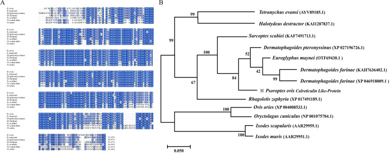 A novel calreticulin of Psoroptes ovis regulated keratinocyte function resulting in host skin barrier dysfunction: implications for involvement in the pathogenesis of psoroptic mange.