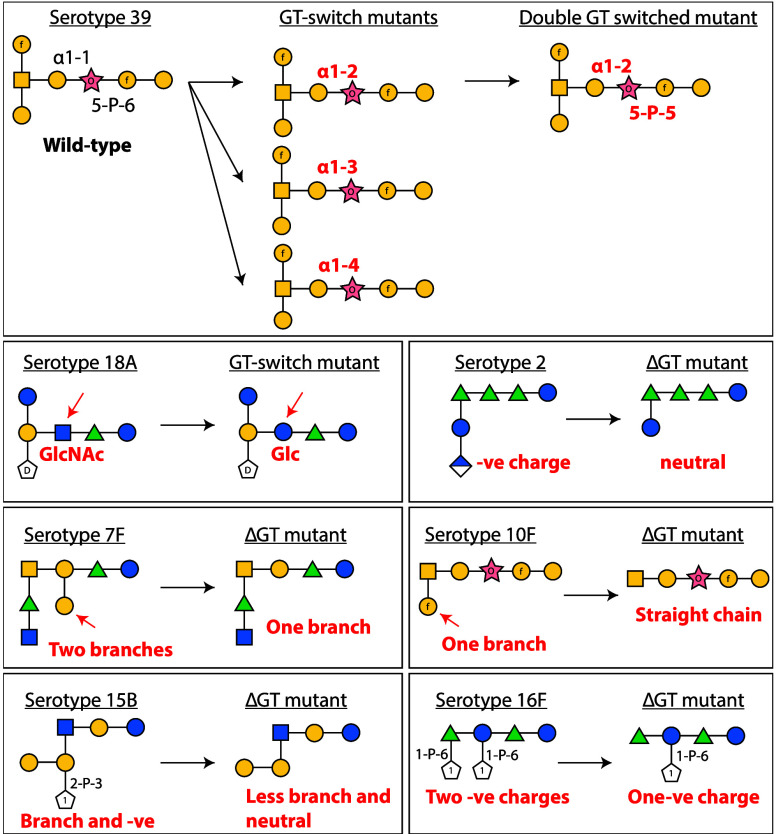 Leveraging the Capsular Polysaccharide Synthesis Pathway in <i>Streptococcus pneumoniae</i> as a Genetic Glycoengineering Platform.