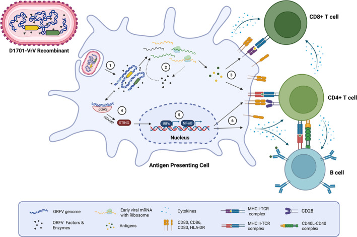 Advancing ORFV-Based Therapeutics to the Clinical Stage.