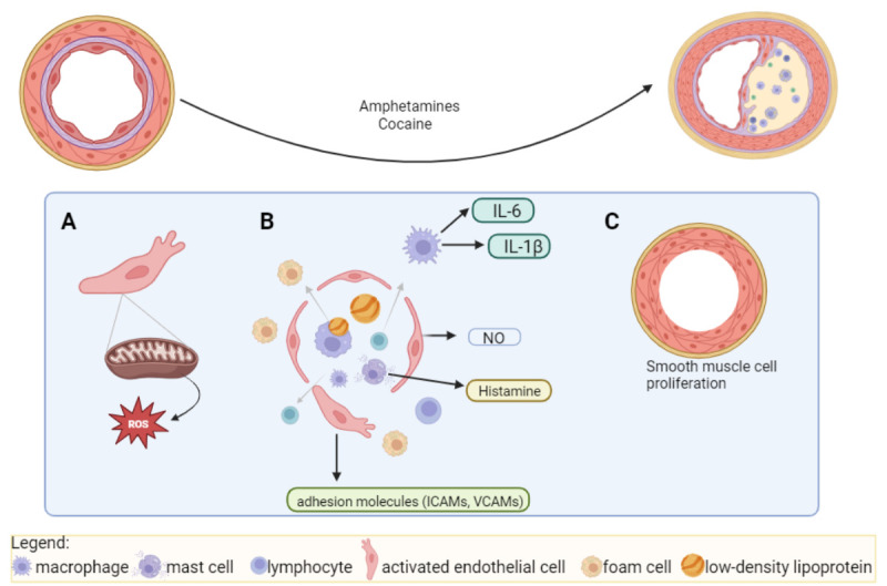 Heartbreakers: Decoding the Molecular Dynamics of Stimulants Abuse on the Cardiovascular System.