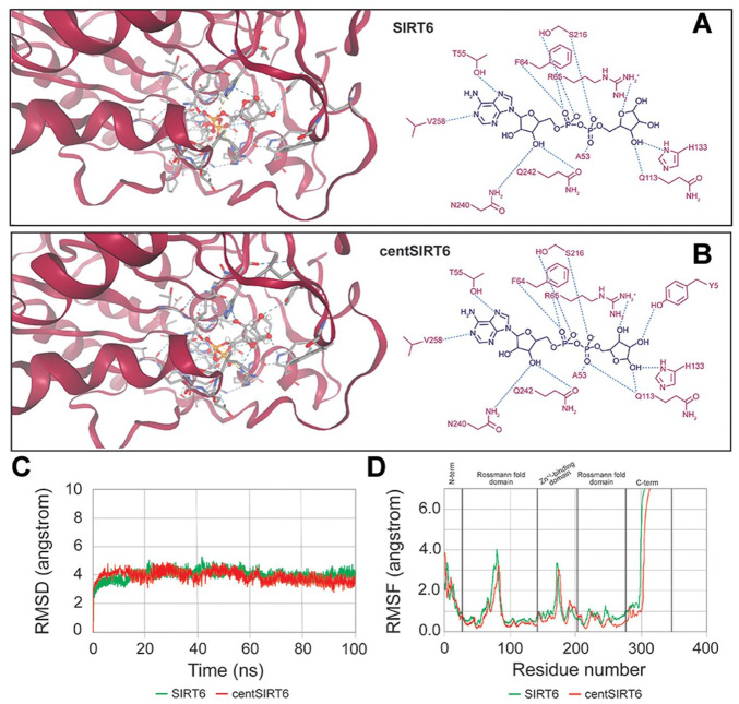 Structural Insights Into centSIRT6: Bioinformatic Analysis of N308K and A313S Substitution Effects.