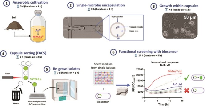 Biosensor-aided isolation of anaerobic arsenic-methylating bacteria from soil.