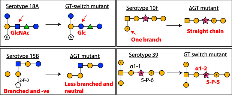 Leveraging the Capsular Polysaccharide Synthesis Pathway in <i>Streptococcus pneumoniae</i> as a Genetic Glycoengineering Platform.