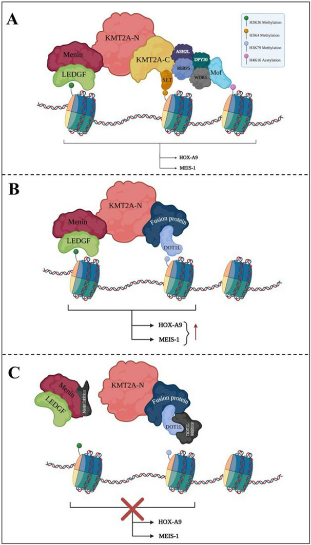 Insights into KMT2A rearrangements in acute myeloid leukemia: from molecular characteristics to targeted therapies.