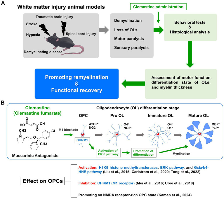 The potential of repurposing clemastine to promote remyelination.