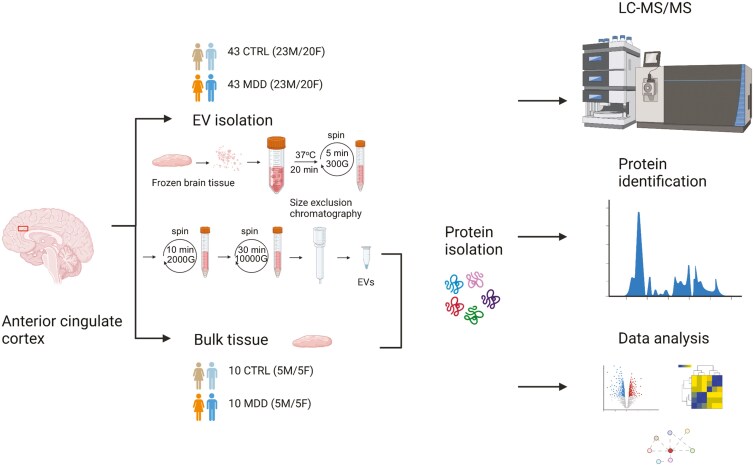Altered proteomics in brain extracellular vesicles from depressed individuals who died by suicide implicates synaptic processes.