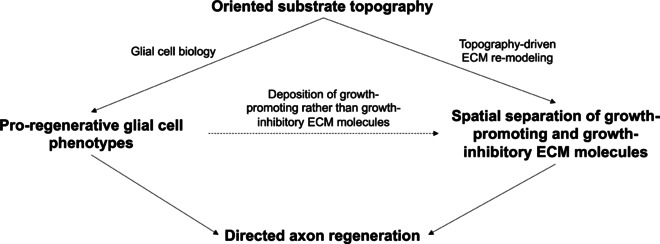 Substrate topography as a powerful tool to modify glial cell biology and interactions.
