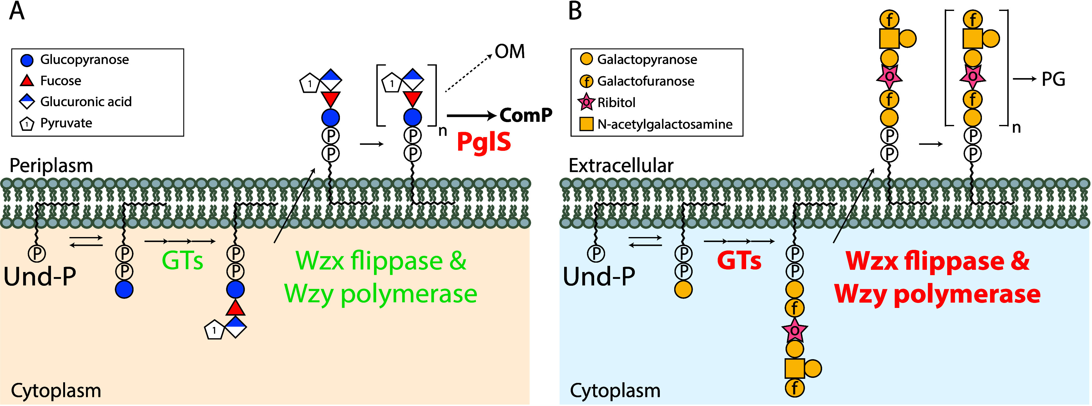 Leveraging the Capsular Polysaccharide Synthesis Pathway in <i>Streptococcus pneumoniae</i> as a Genetic Glycoengineering Platform.
