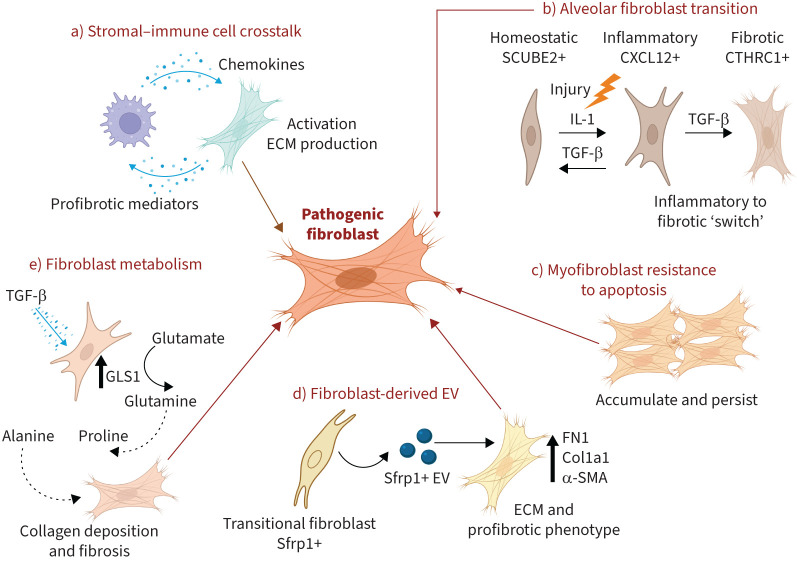 Insights into interstitial lung disease pathogenesis.