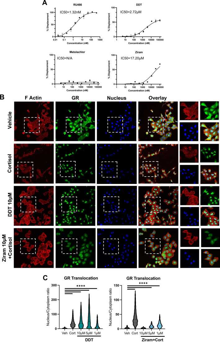 <i>In vitro</i> to <i>in vivo</i> evidence for chemical disruption of glucocorticoid receptor signaling.