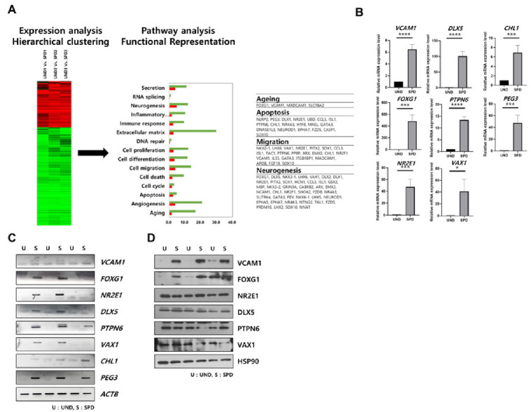 VCAM1-mediated regulation of dopaminergic neuron function in Parkinson's disease.