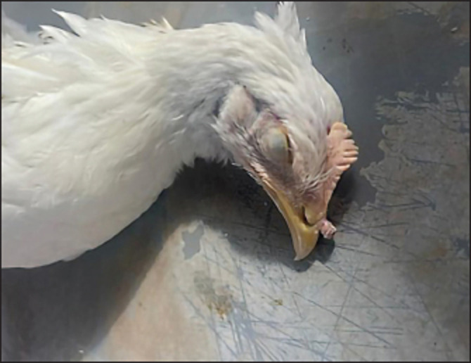 Molecular characterization of fowl and pigeon pox viruses: A recent outbreak in Libya.