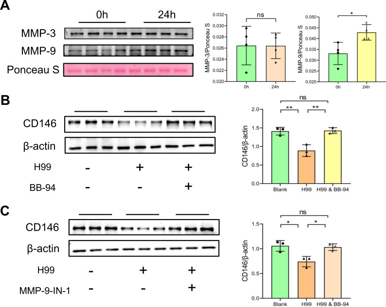 Involvement of CD146 in the <i>Cryptococcus neoformans</i> adhesion and infection of brain endothelial cells.