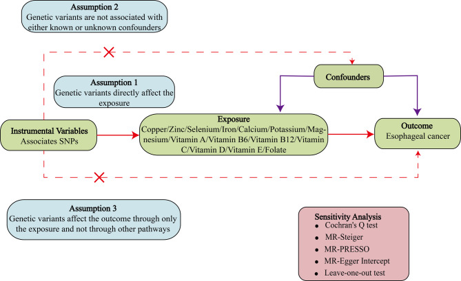 Deciphering the causality between micronutrients and esophageal cancer via Mendelian randomization.