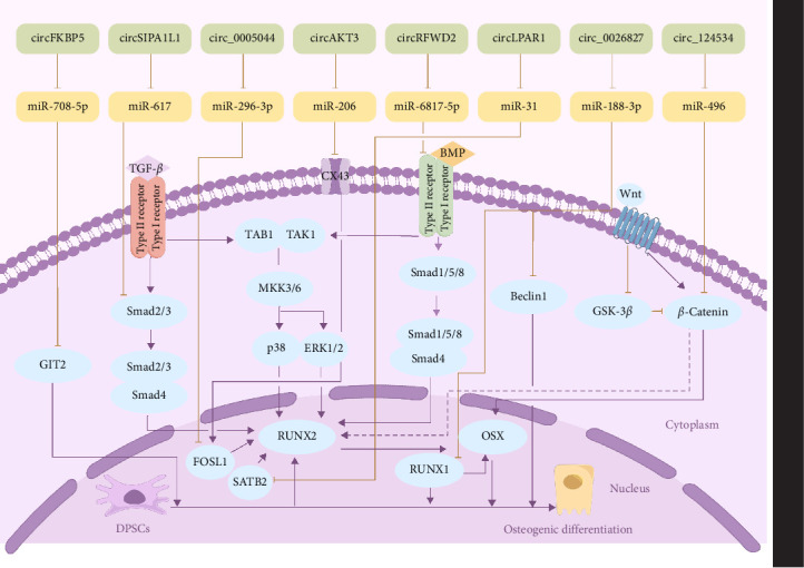 Impacts of Circular RNAs on the Osteogenic Differentiation of Dental Stem Cells.