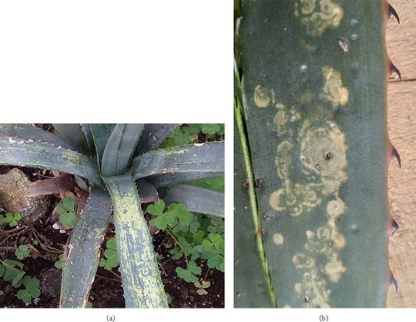 High-Throughput Sequencing Detects a Viral Complex in <i>Agave Tequilana</i> Plants.