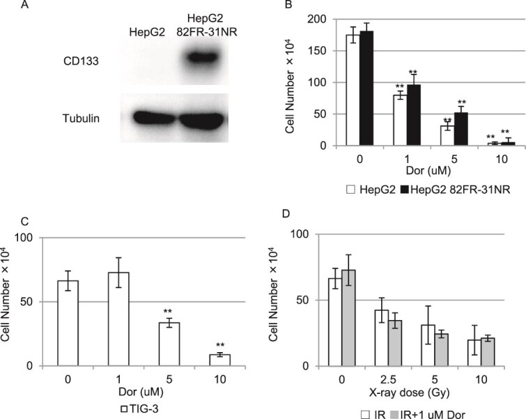 Suppression of cancer stem-like cell radioresistance by inhibiting AMPK signaling.