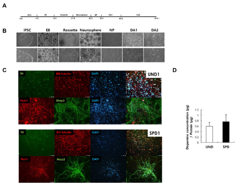 VCAM1-mediated regulation of dopaminergic neuron function in Parkinson's disease.