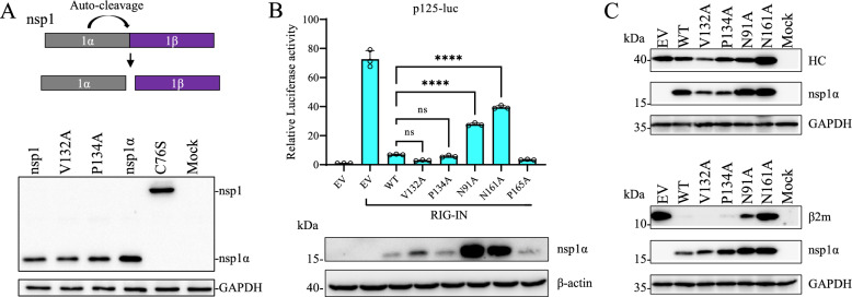 The dimeric conformation of PRRSV nsp1α is important for its ability to regulate viral RNA synthesis.