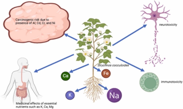 Nutrients and toxic heavy metals in <i>Strychnos cocculoides</i> (Loranthaceae): Implications for traditional medicine.