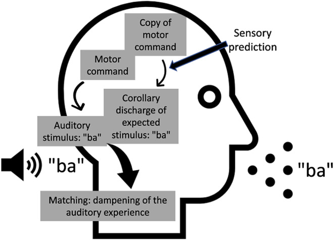Audiovisual integration of speech: evidence for increased accuracy in "talk" versus "listen" condition.