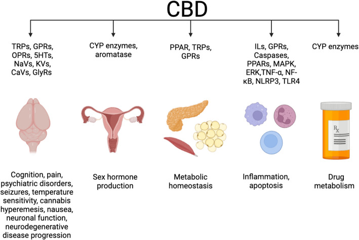 Beyond the hype: a comprehensive exploration of CBD's biological impacts and mechanisms of action.