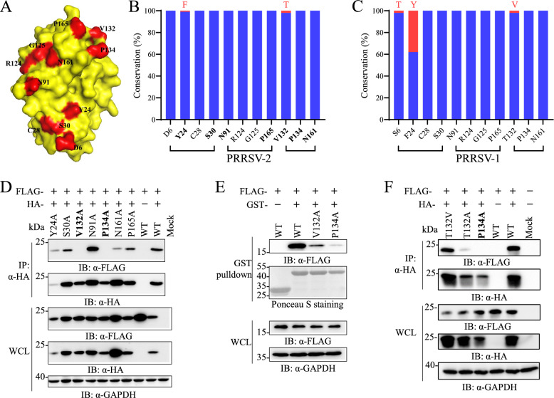 The dimeric conformation of PRRSV nsp1α is important for its ability to regulate viral RNA synthesis.