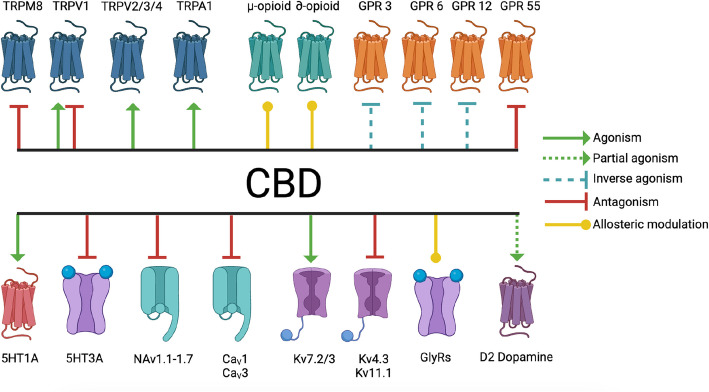 Beyond the hype: a comprehensive exploration of CBD's biological impacts and mechanisms of action.