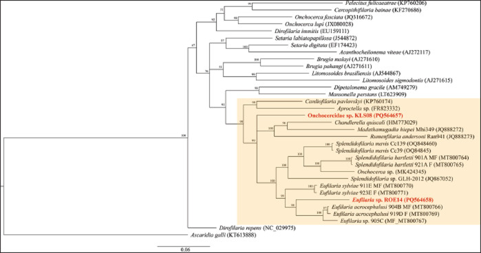 Morphological and molecular characterization of microfilariae in chickens (Gallus gallus domesticus) in Northeastern Thailand.