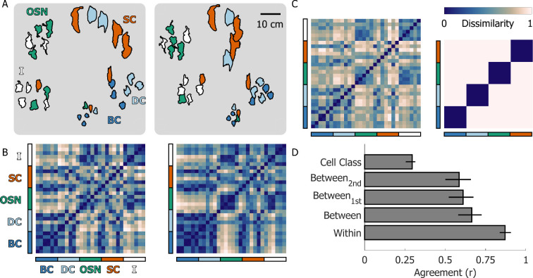 Human shape perception spontaneously discovers the biological origin of novel, but natural, stimuli.