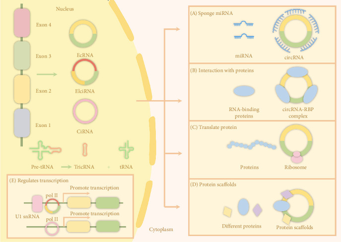 Impacts of Circular RNAs on the Osteogenic Differentiation of Dental Stem Cells.