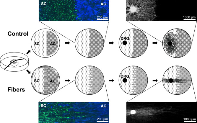 Substrate topography as a powerful tool to modify glial cell biology and interactions.